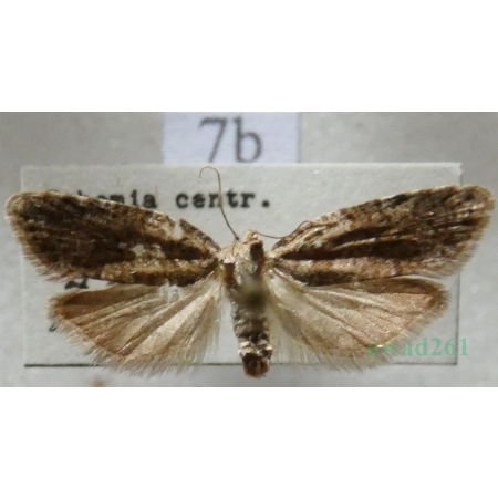 Cnephasia asseclana (Denis & Schiffermüller, 1775) Czech7b